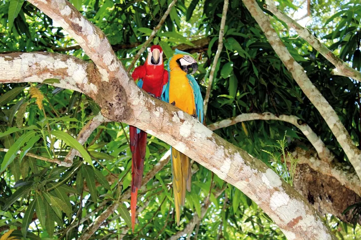 Grüner Mythos Amazonas Tiere