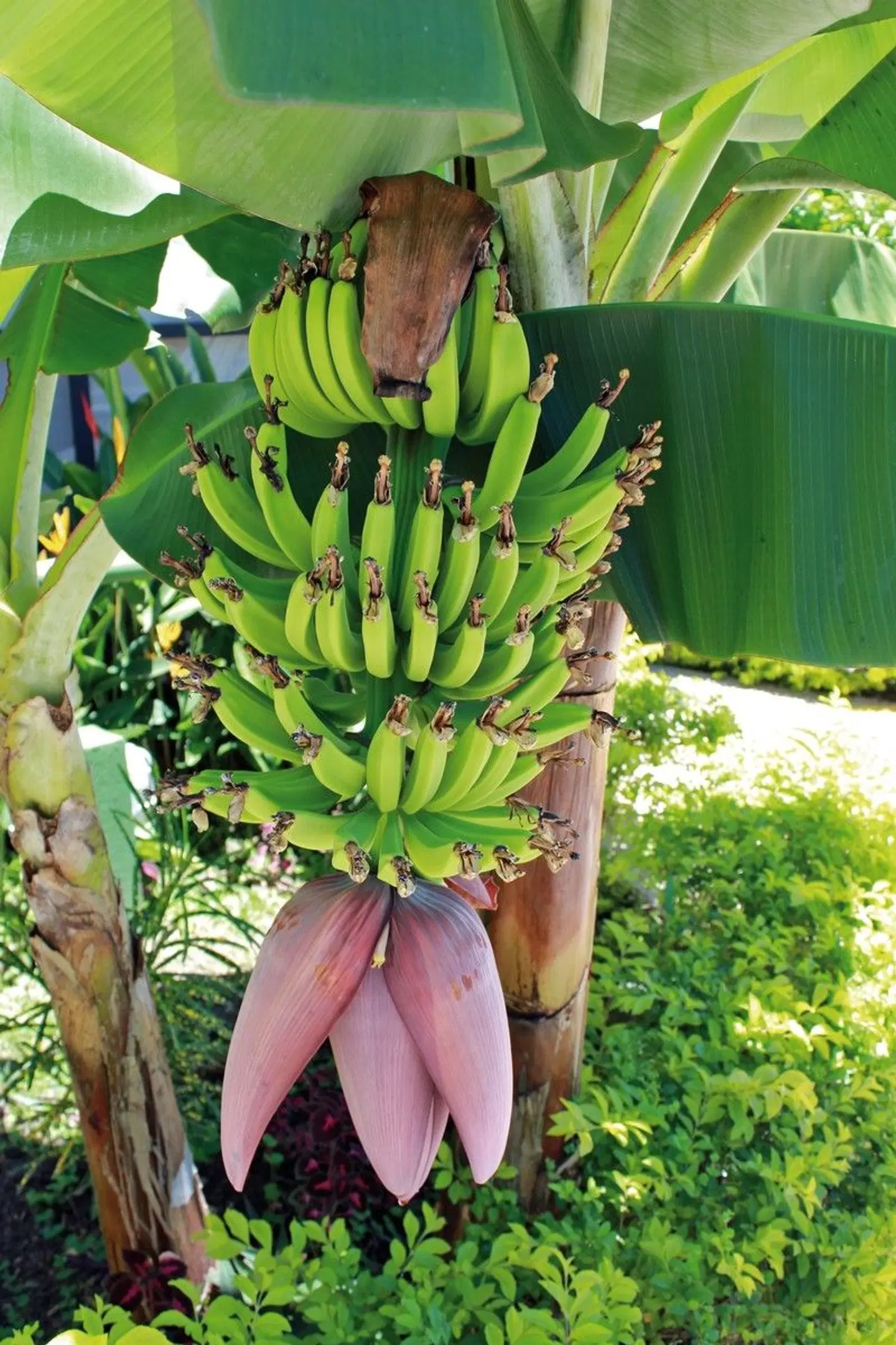 Grüner Mythos Amazonas Garten