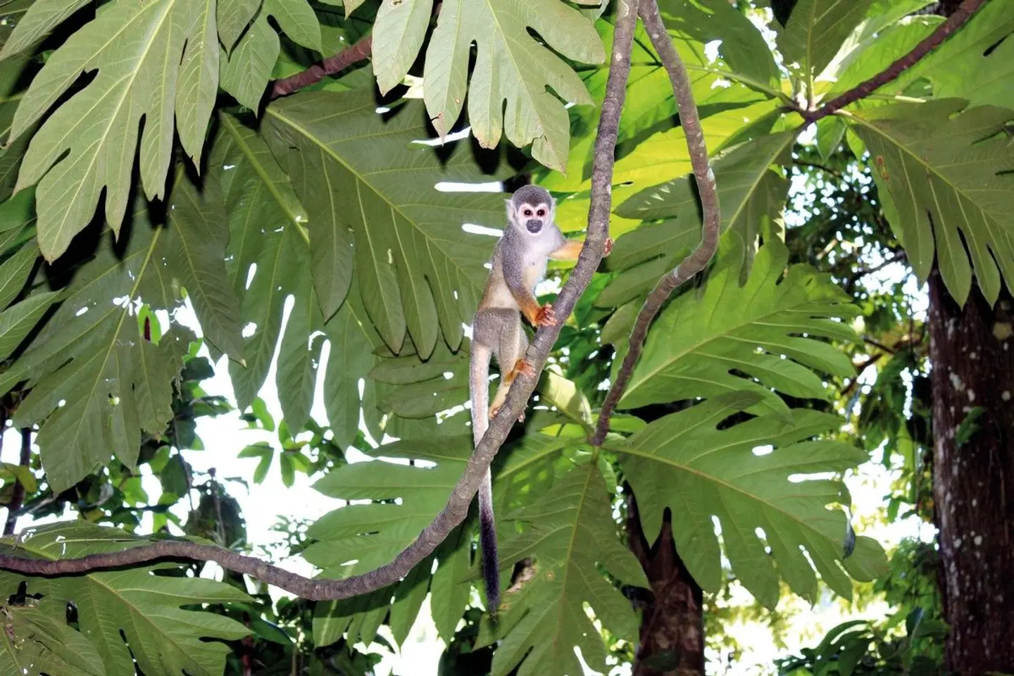 Grüner Mythos Amazonas Tiere
