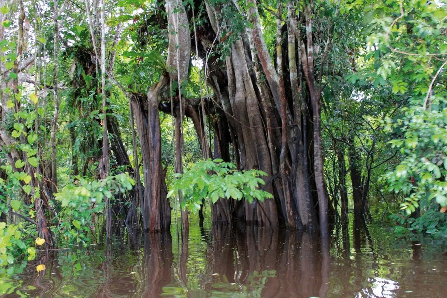 Grüner Mythos Amazonas LANDSCAPE