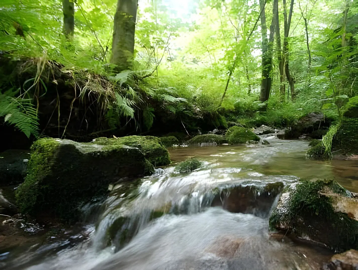 Wagners Hotel Im Thüringer Wald LANDSCAPE