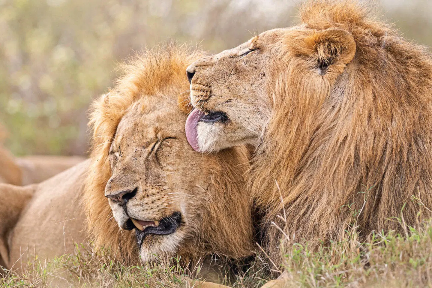 Governors' Camp Collection Kenia Tiere