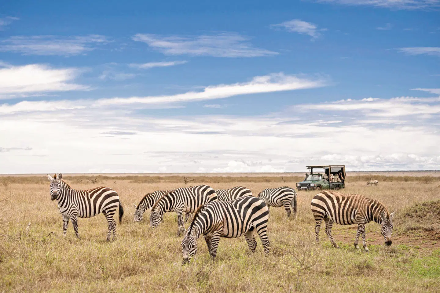 Governors' Camp Collection Kenia Tiere