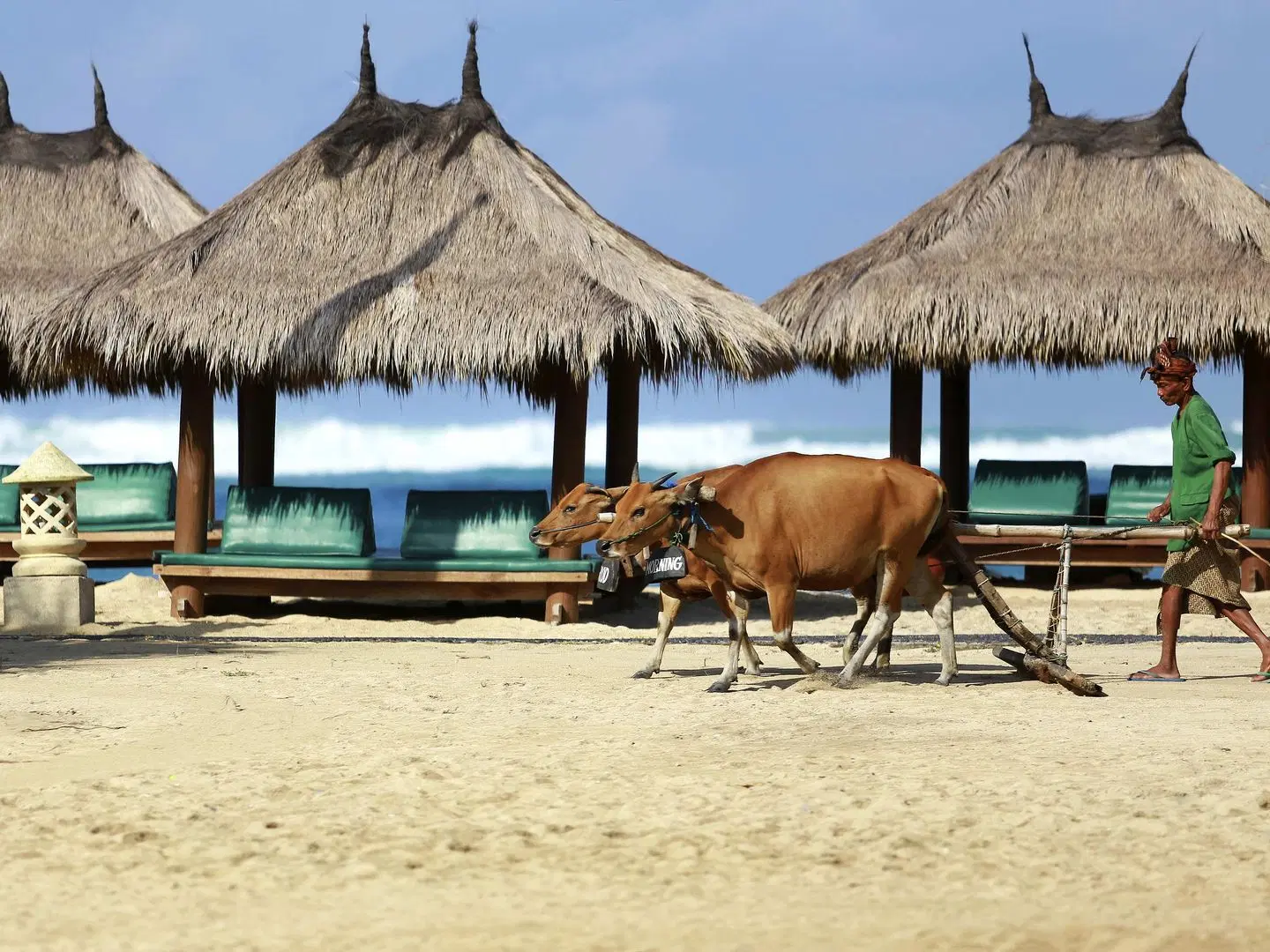 Novotel Lombok Resort and Villas Tiere