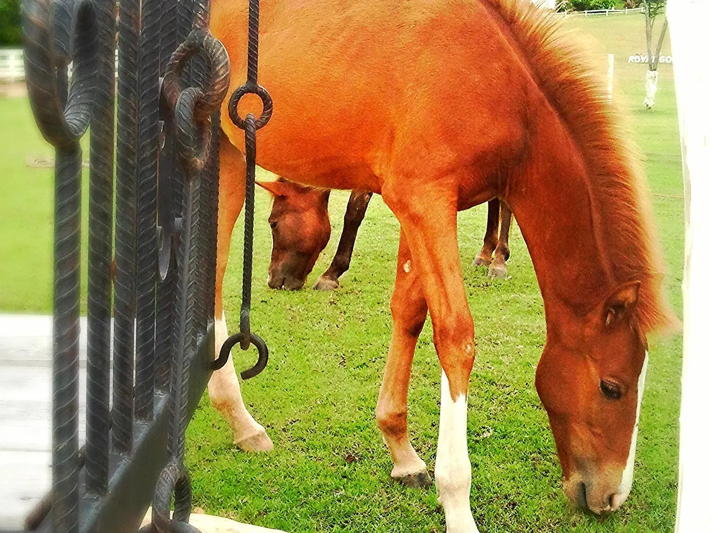 Royal Good View Resort & Farm ANIMAL