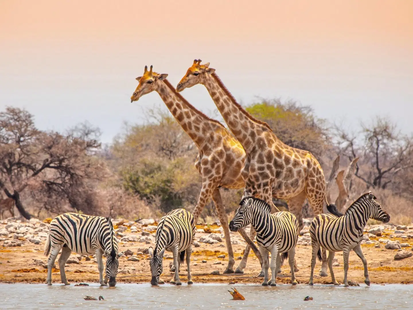 Ausflugspaket Etosha Nationalpark Tiere