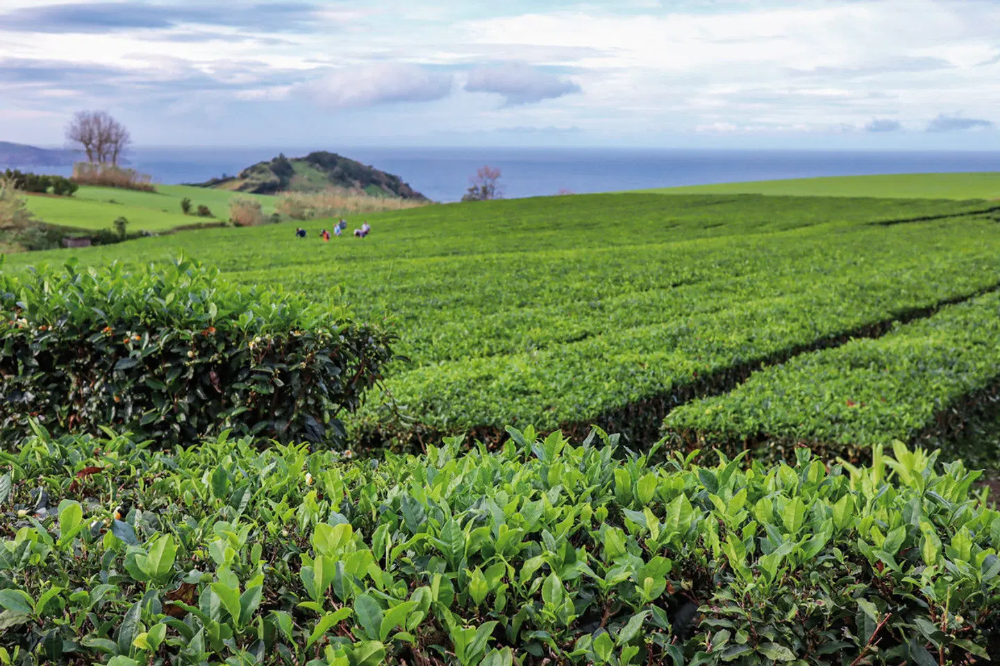 Inselspringen auf den Azoren LANDSCAPE
