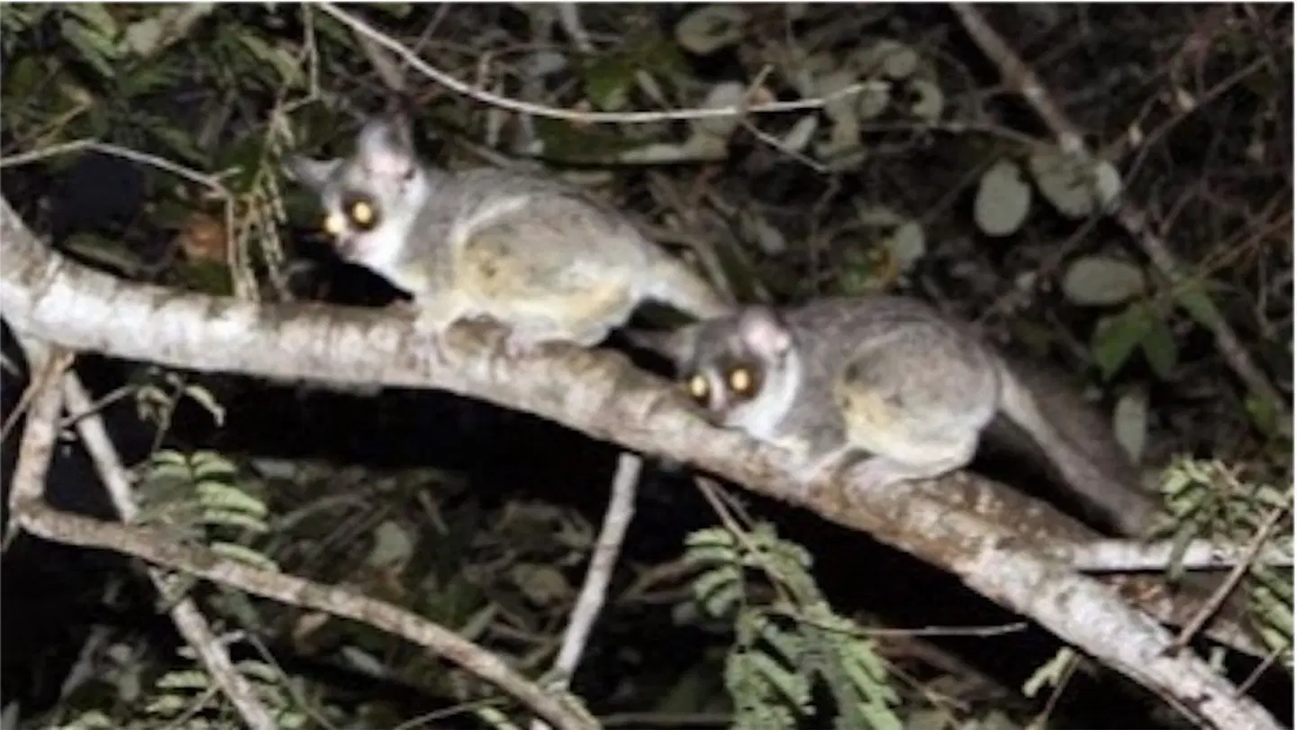 Birds Babble Self Catering Guesthouse ANIMAL