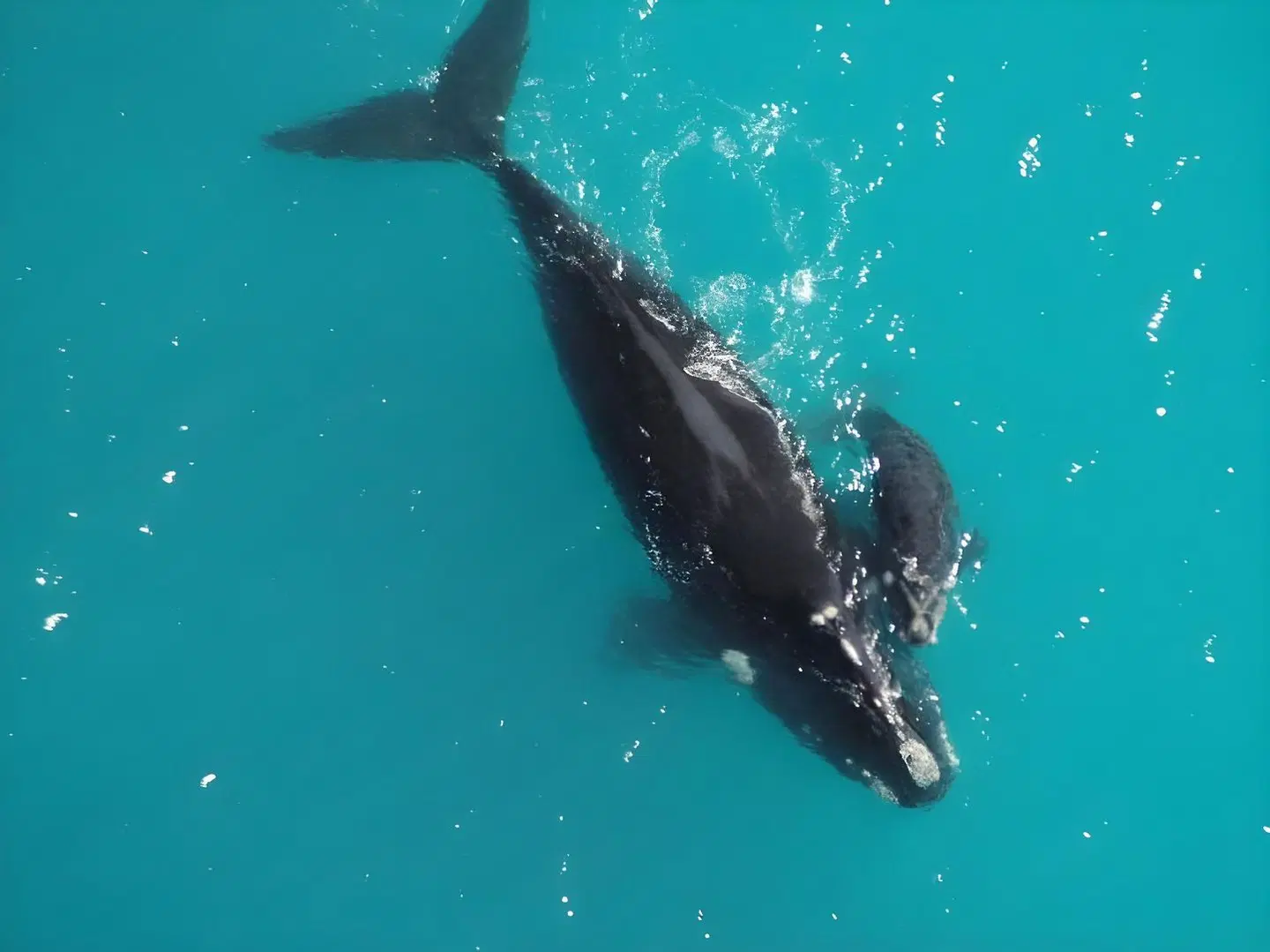 Coast Motel and Apartments Tiere