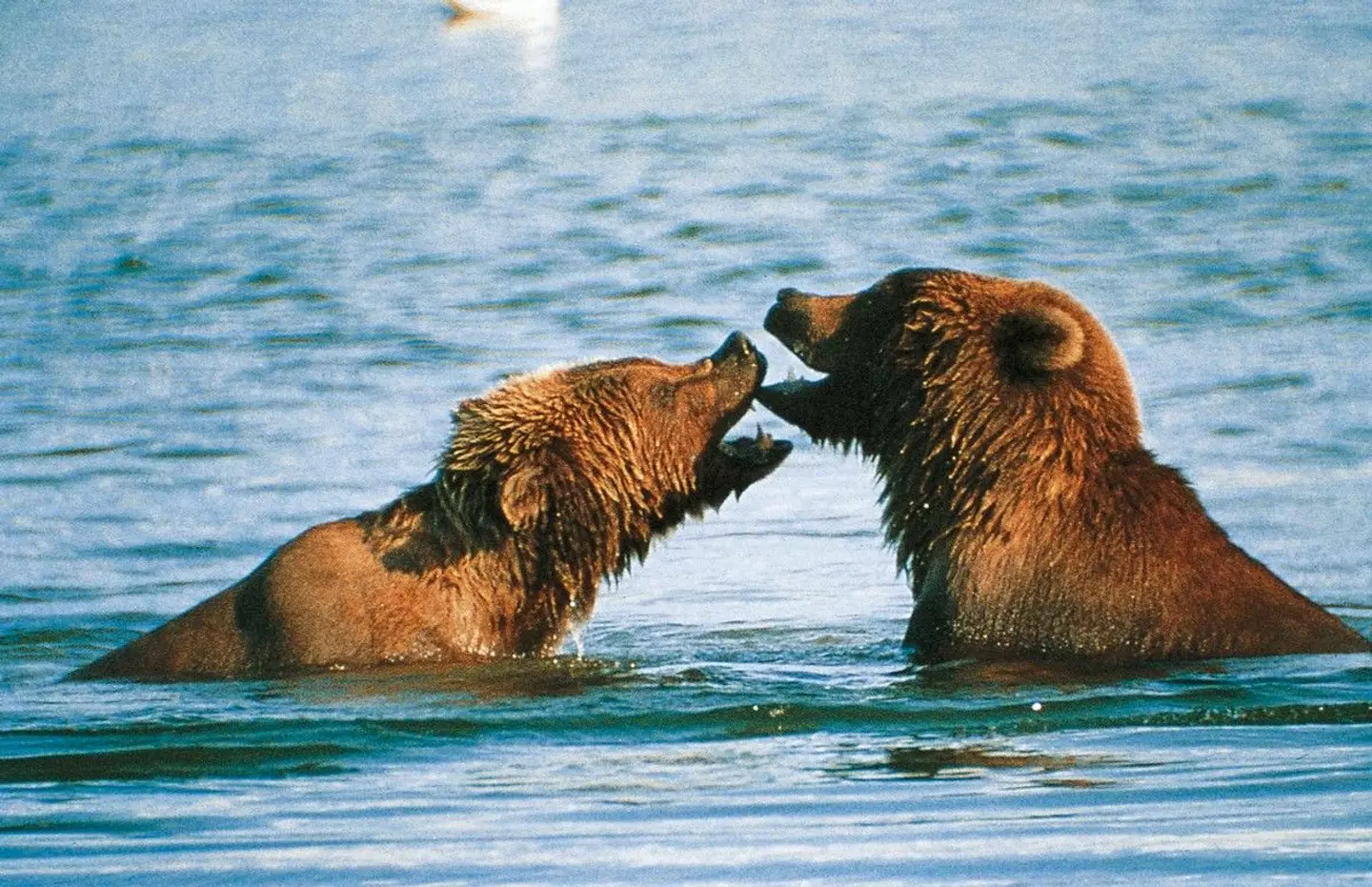 Westkanada - The Canadian Way Tiere