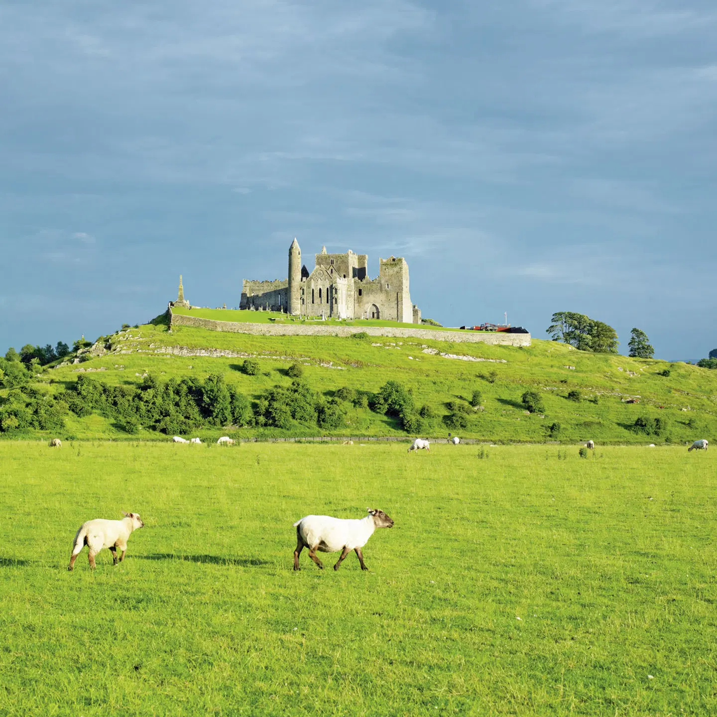 Schottland & Irland Rundreise Tiere