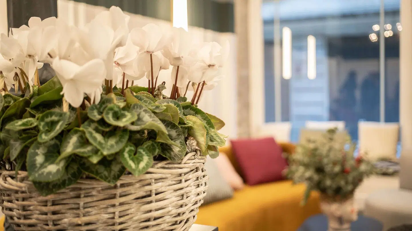 Soho Boutique Congreso Restaurant