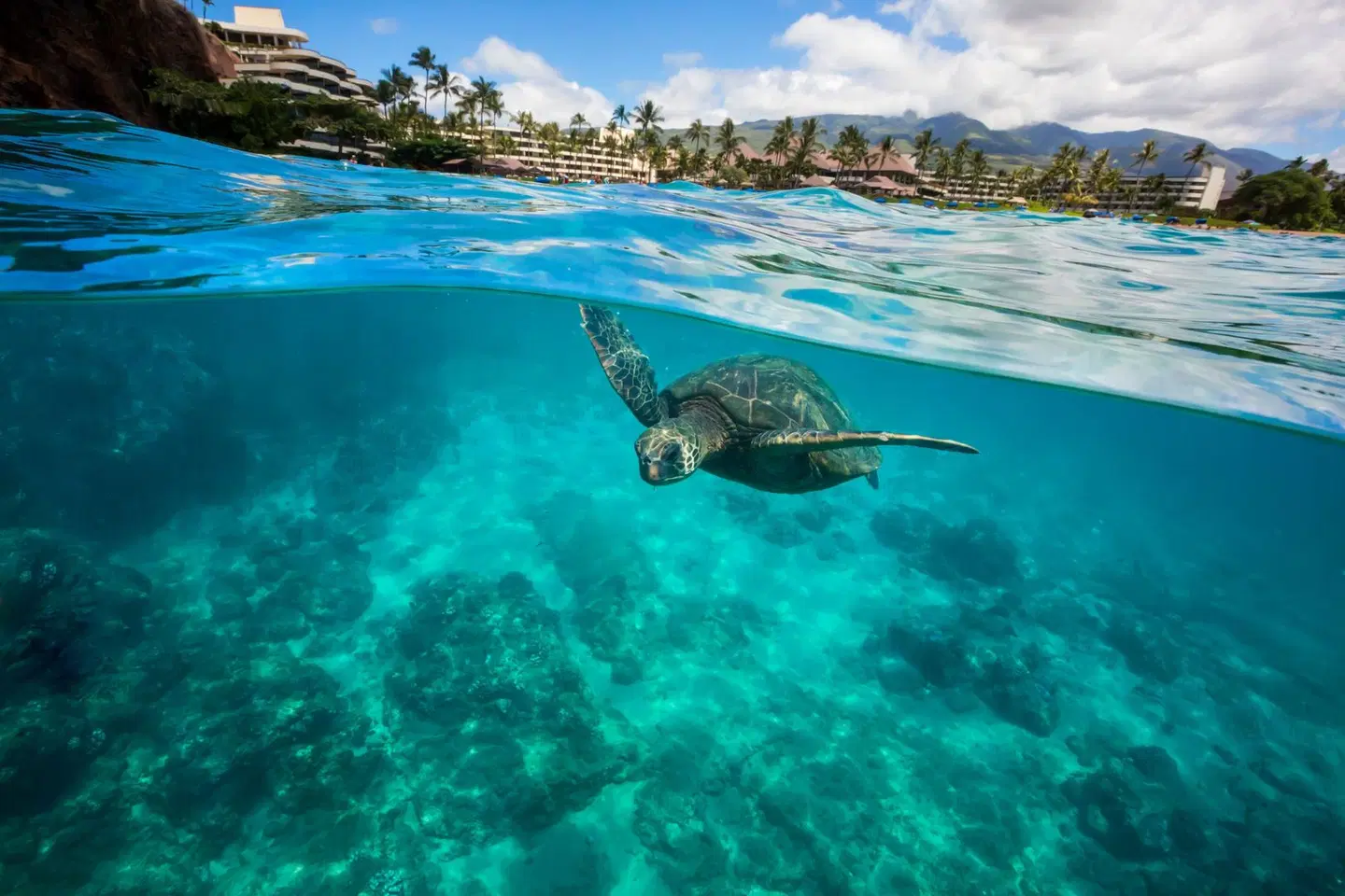 Sheraton Maui Resort & Spa Tiere