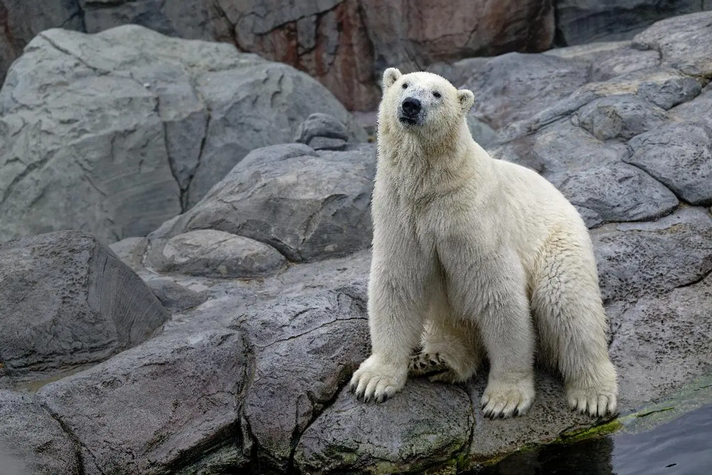 Holiday Inn Express & Suites Calgary NW - University Area ANIMAL