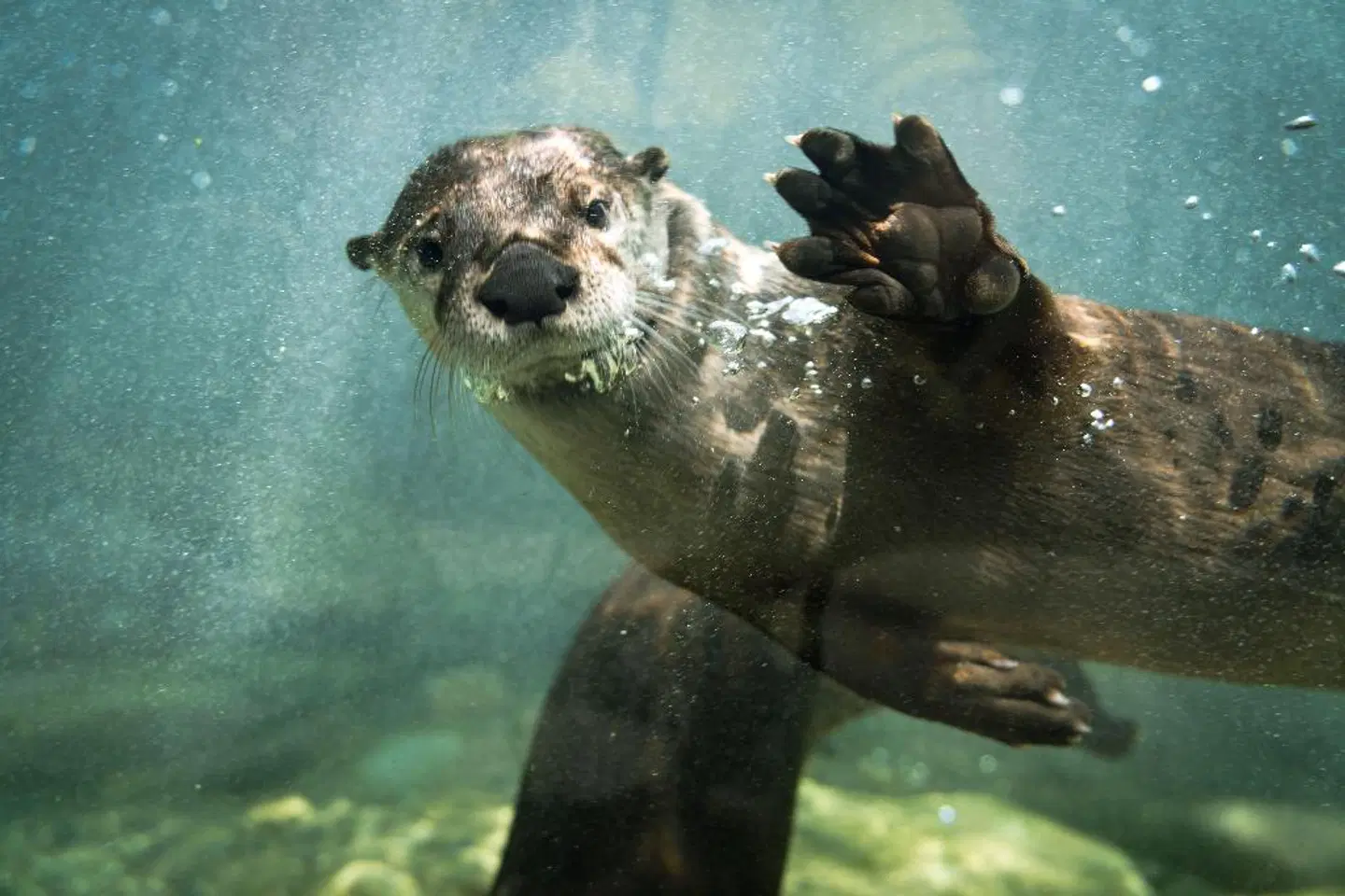 Holiday Inn Express & Suites Calgary NW - University Area ANIMAL