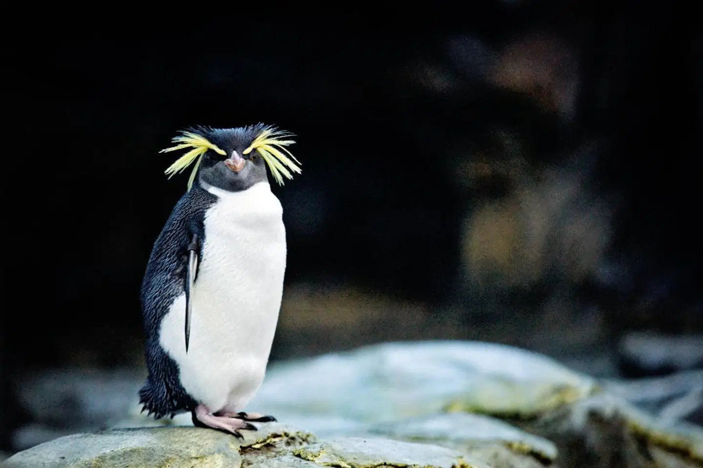 Holiday Inn Express & Suites Calgary NW - University Area ANIMAL