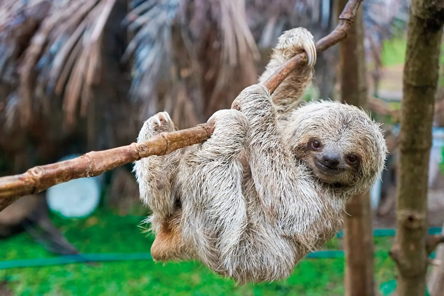 Höhepunkte Costa Ricas (13 Nächte) Tiere