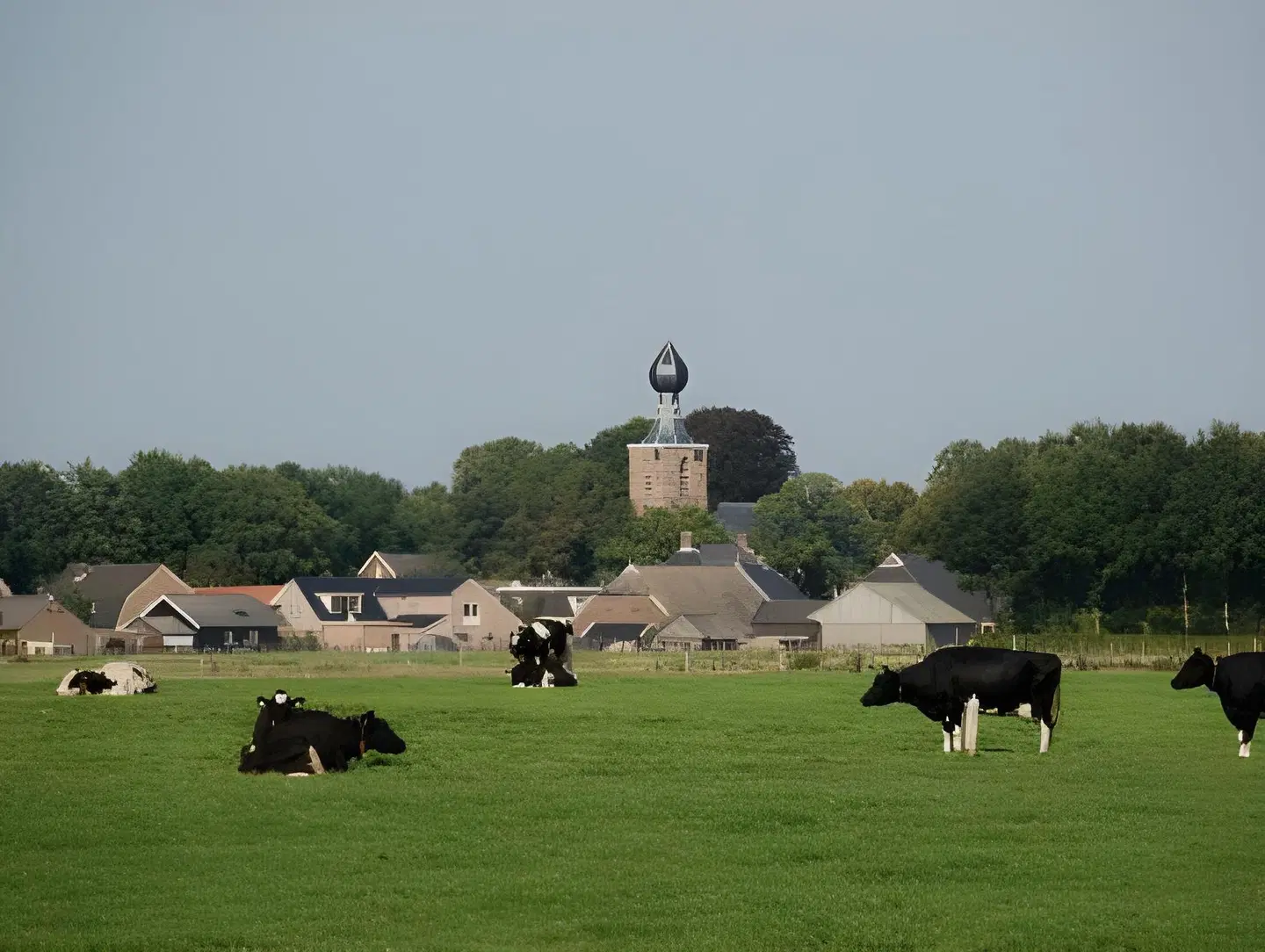 Hampshire - Wesseling ANIMAL