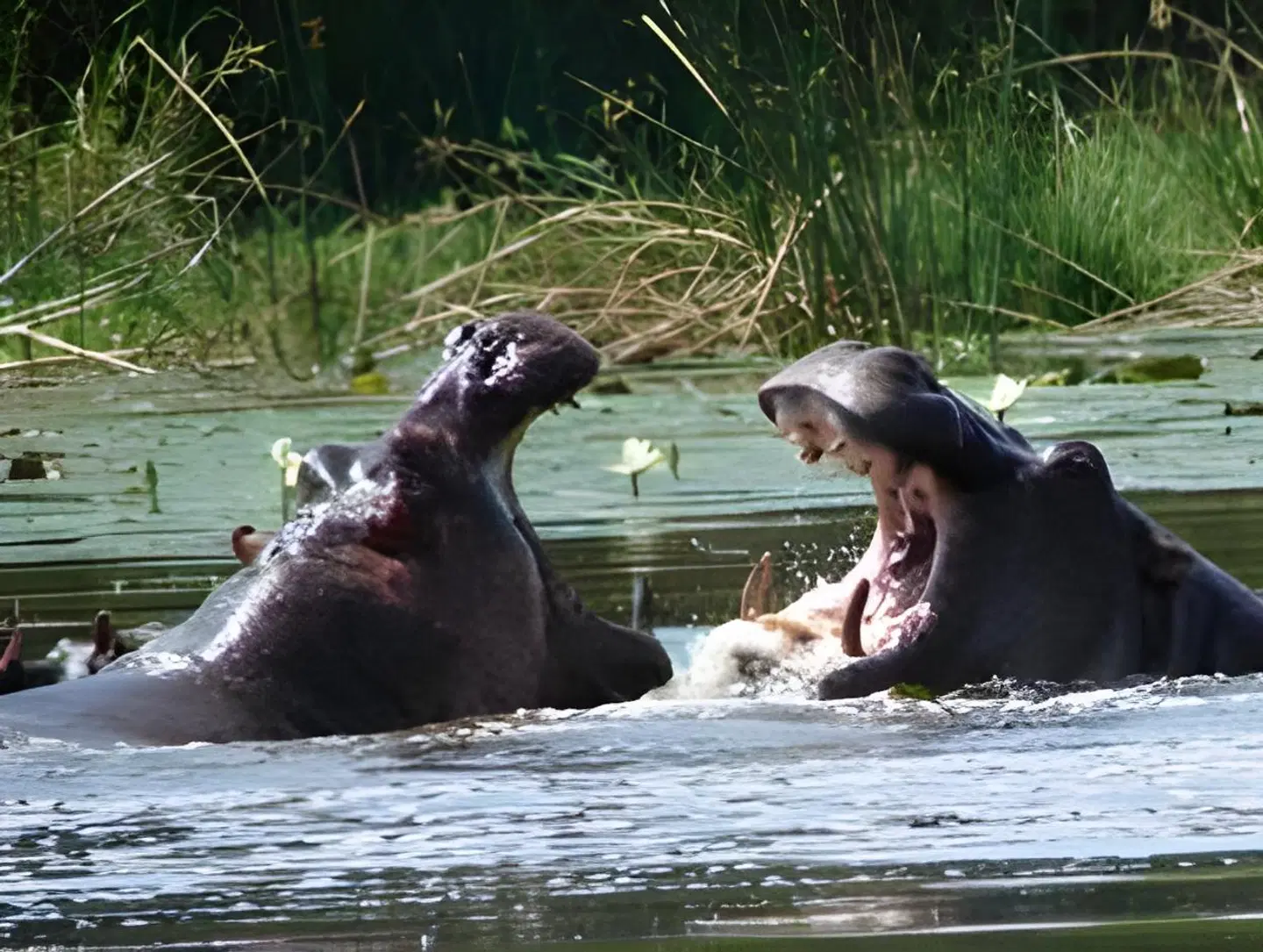 Cambalala - Kruger Park Lodge Tiere