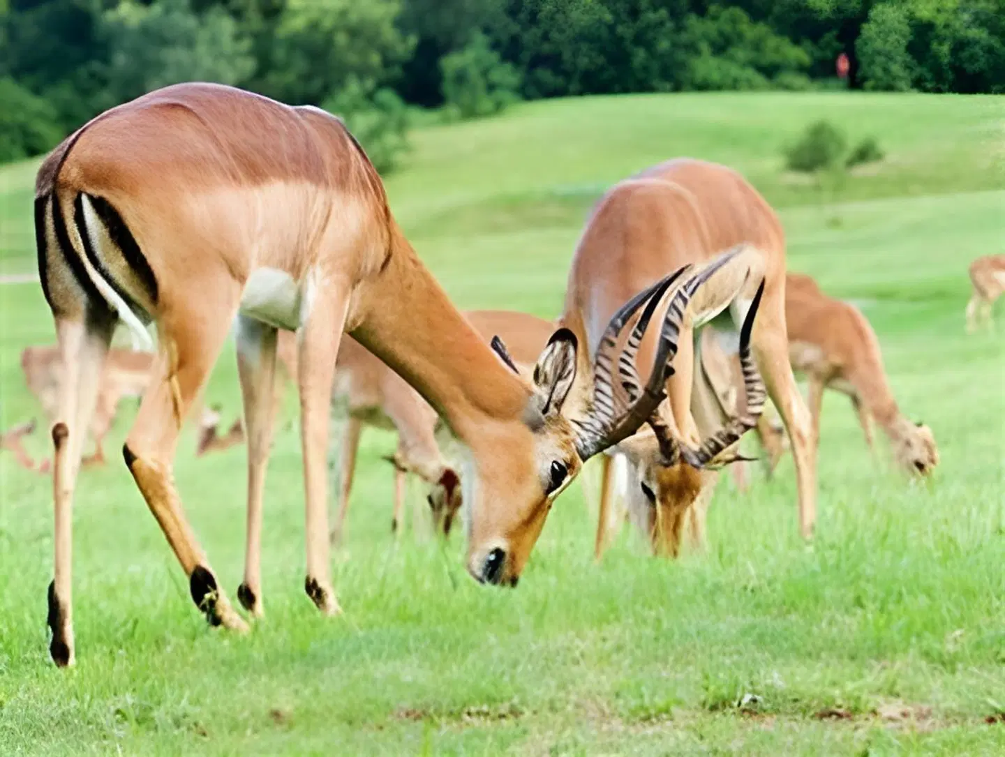 Cambalala - Kruger Park Lodge Tiere