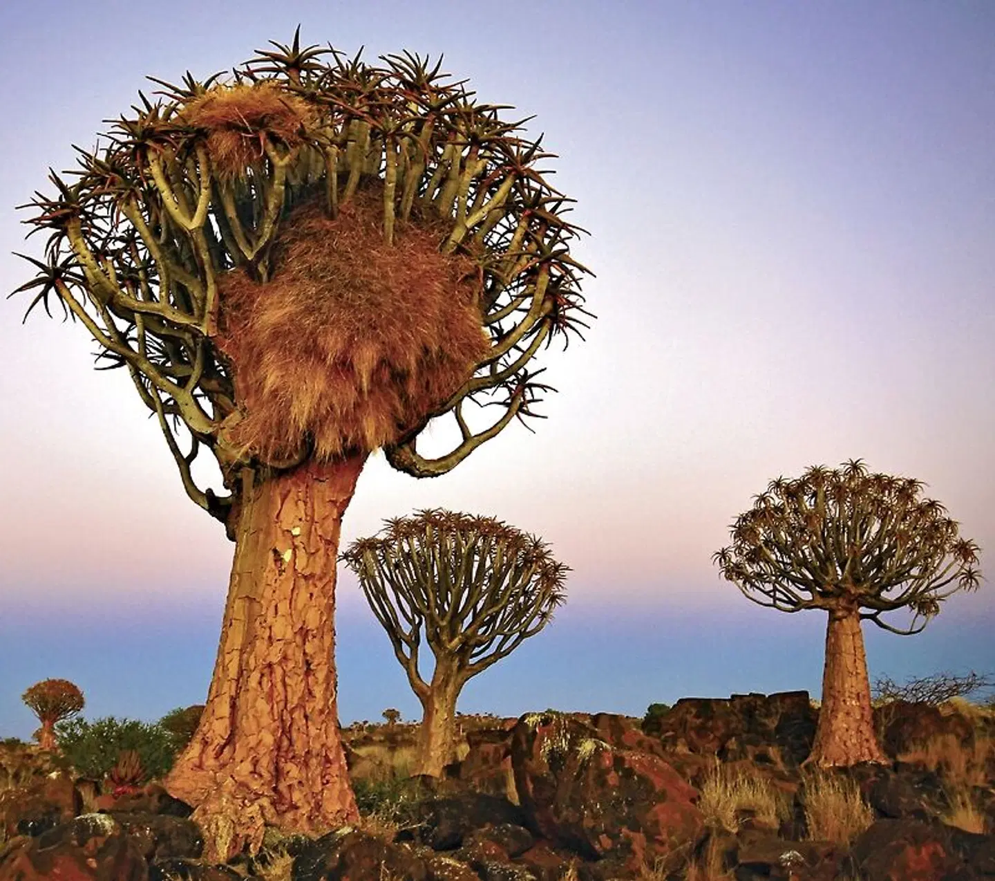 Made in Namibia Tiere