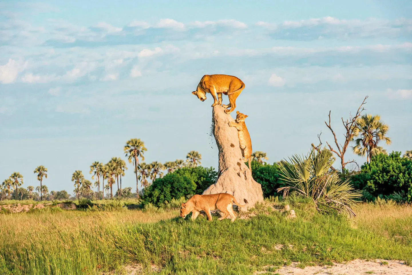 Botswana und Simbabwe zum Träumen Tiere