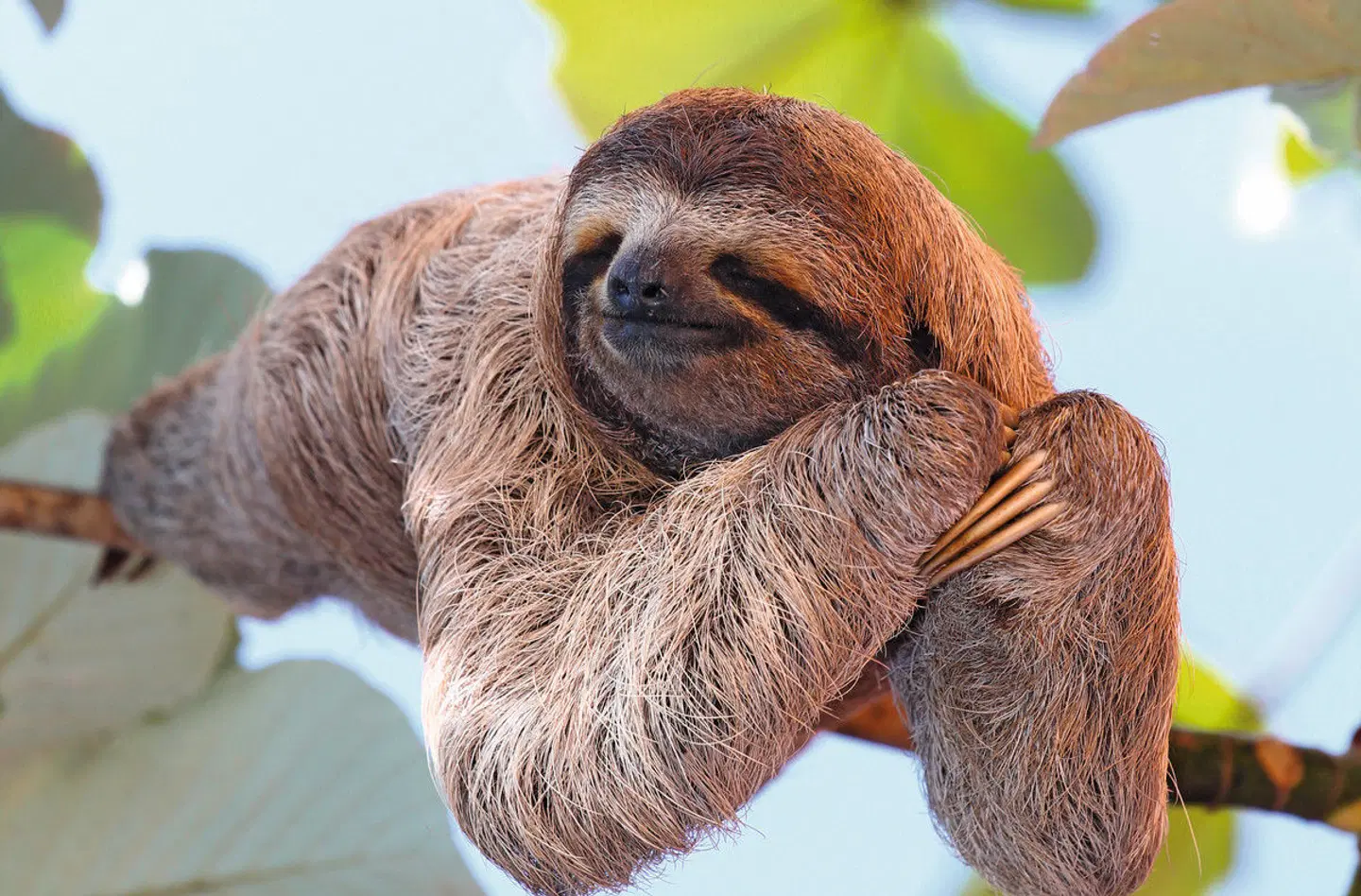 Costa Rica für kleine Entdecker Tiere