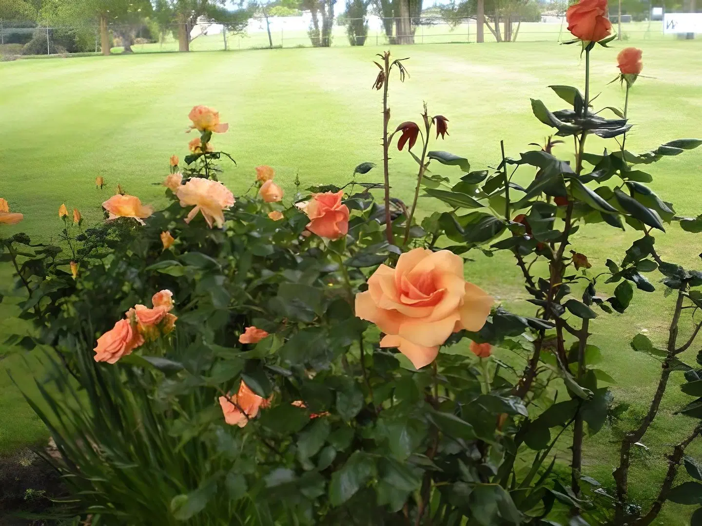 Christchurch Park Motel LANDSCAPE