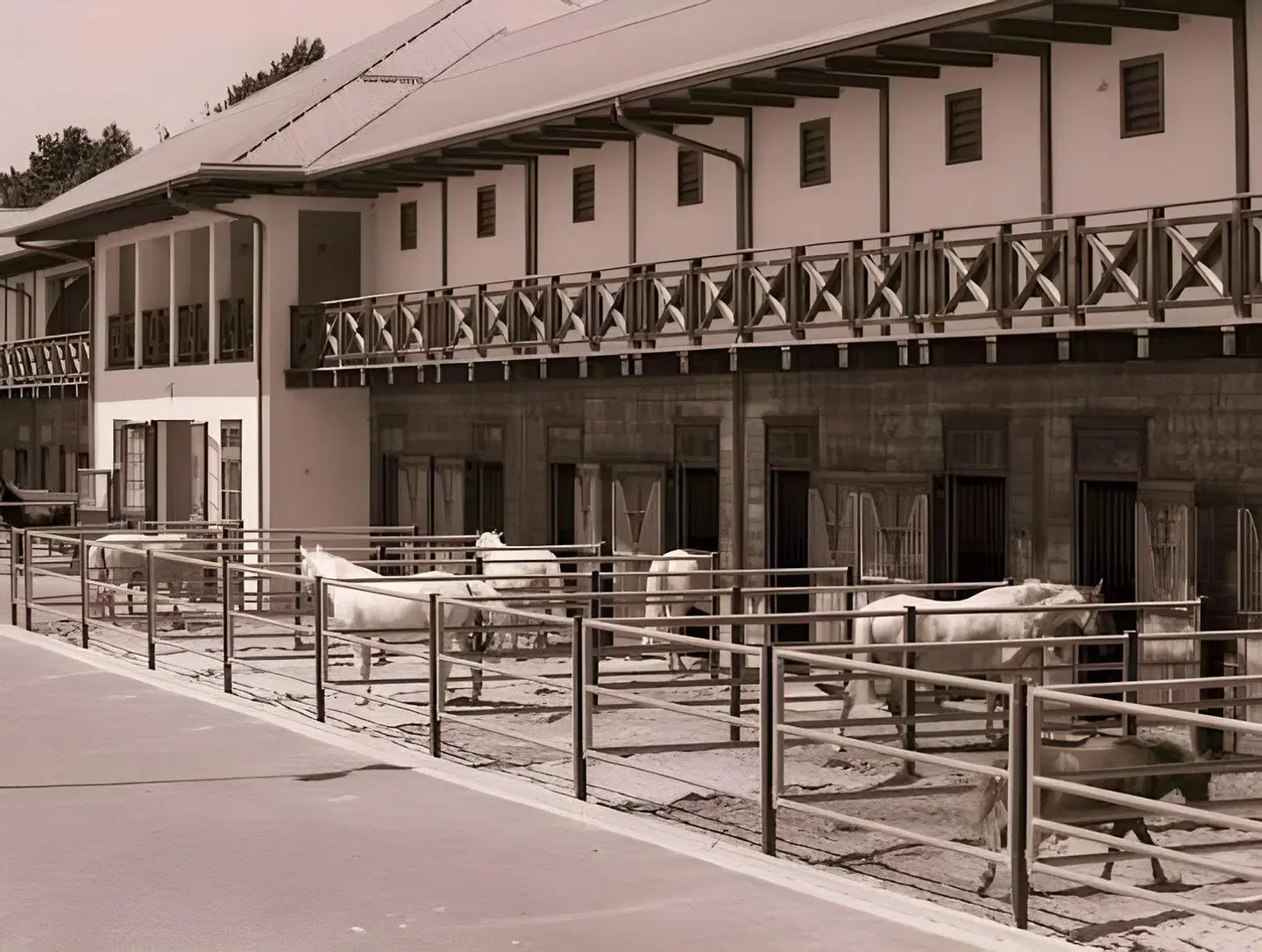 Reiter's Burgenland - Supreme BAR