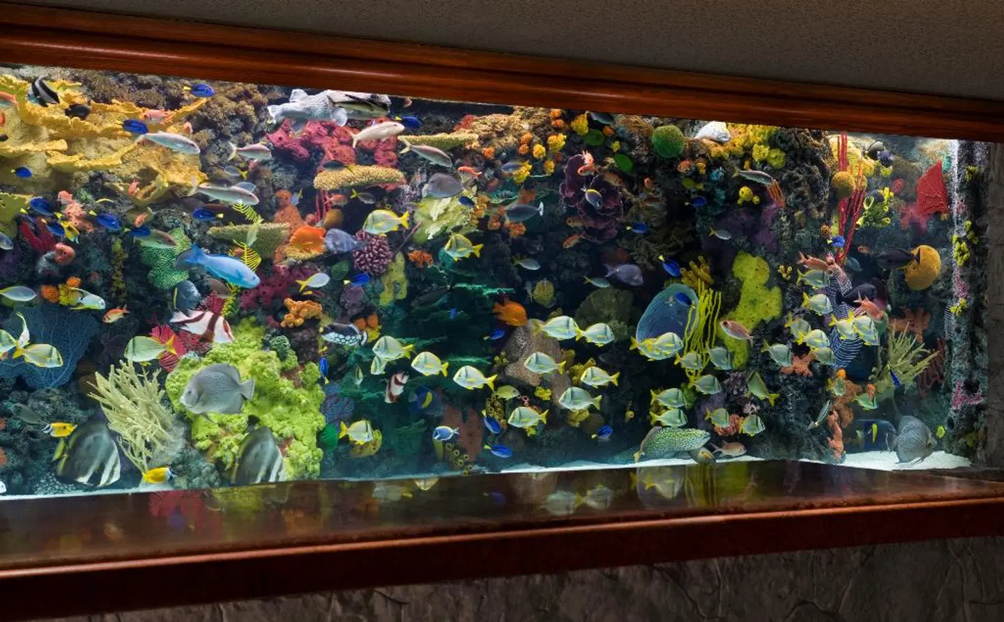 The Mirage Hotel & Casino ANIMAL