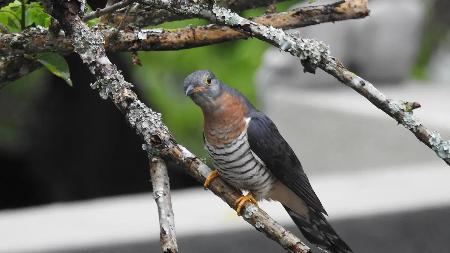 Birds Babble Self Catering Guesthouse Tiere
