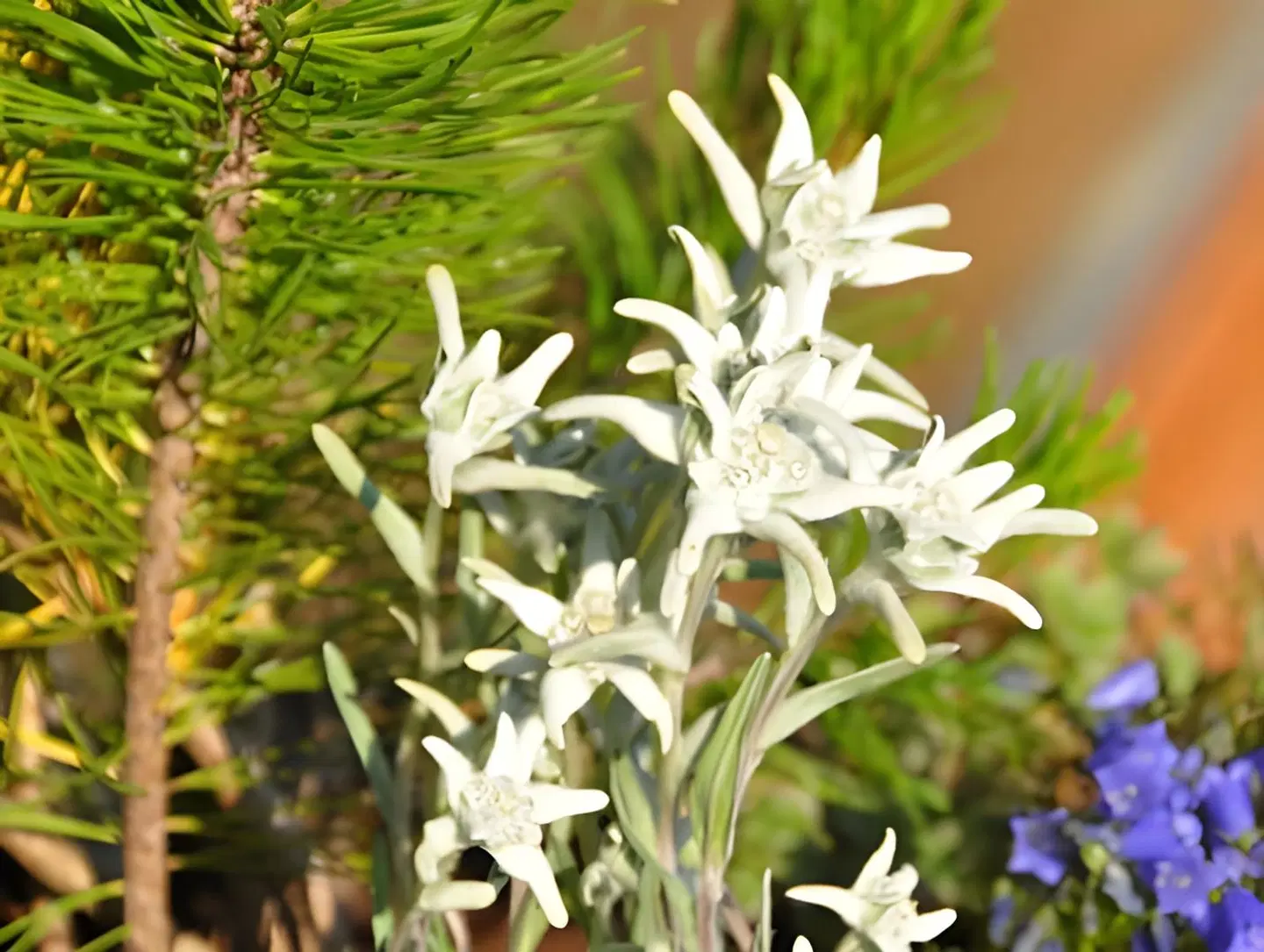 Alpinhotel Pacheiner Garten