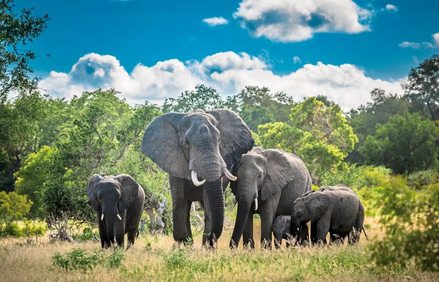 Südafrika Rundreise - Krüger Nationalpark & Gardenroute Tiere