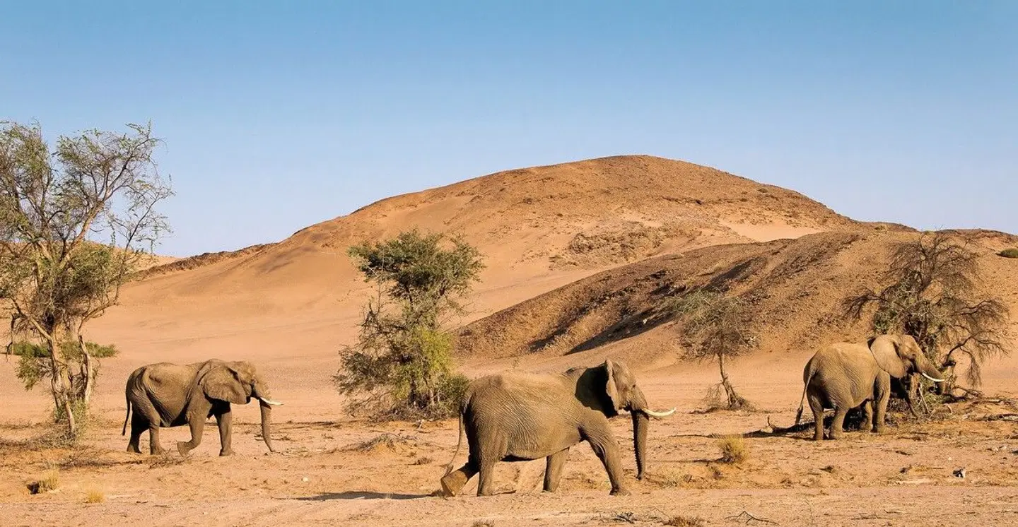 Twyfelfontein Country Lodge Tiere