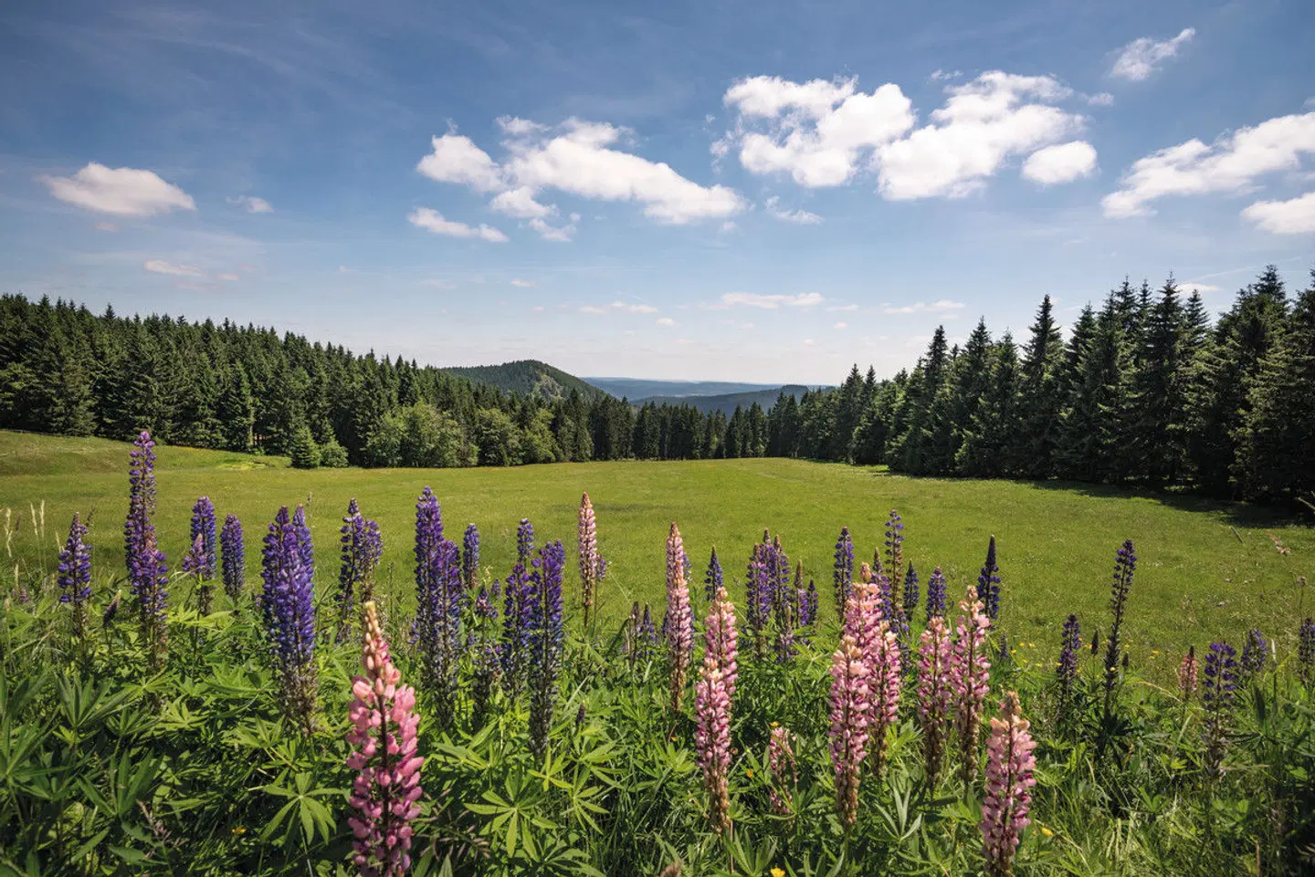 Hotel Werrapark Resort am Sommerberg LANDSCAPE