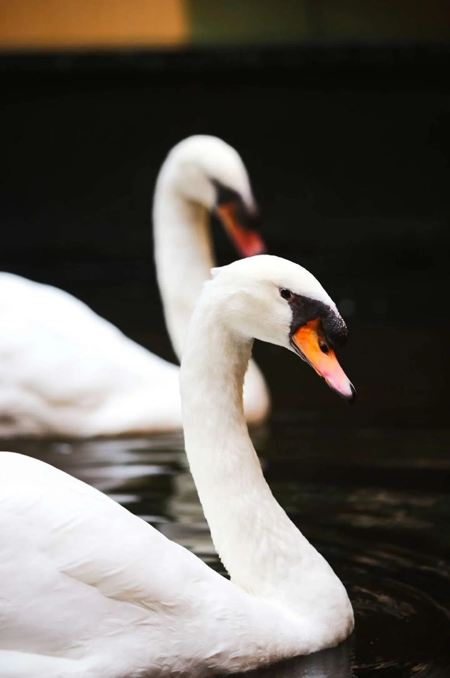 Embassy Suites by Hilton Austin Arboretum Tiere