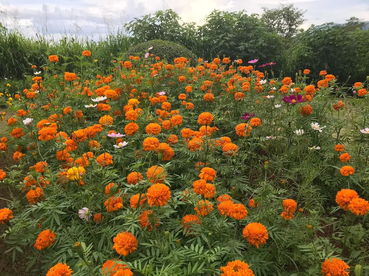 Chalet Hill Resort Khao Yai GARDEN