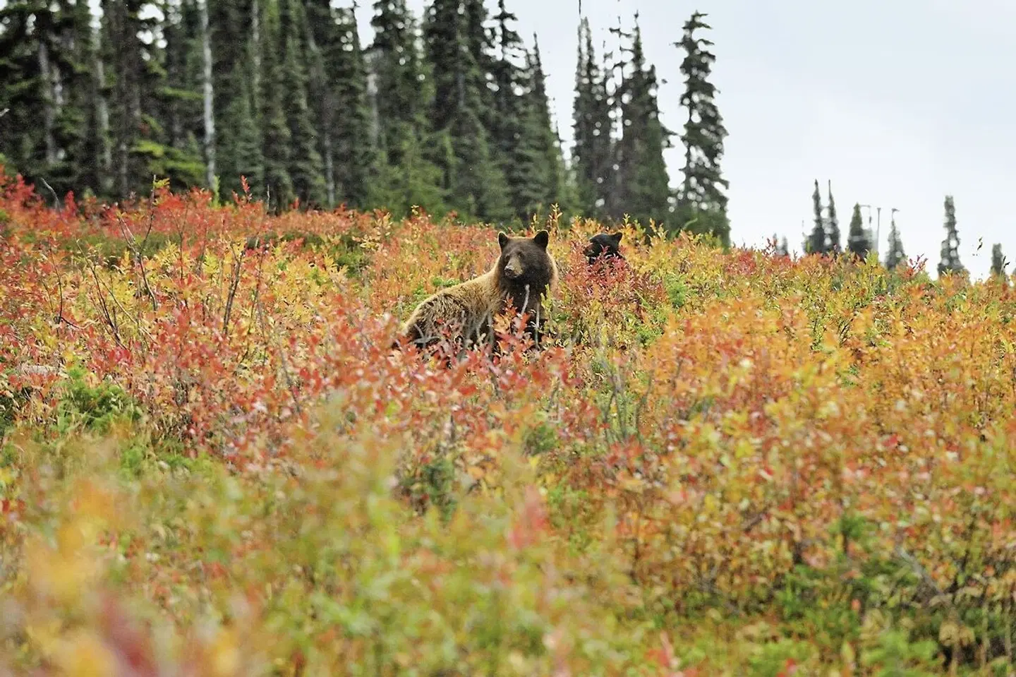 ADAC Special: Abenteuer Westkanada Tiere