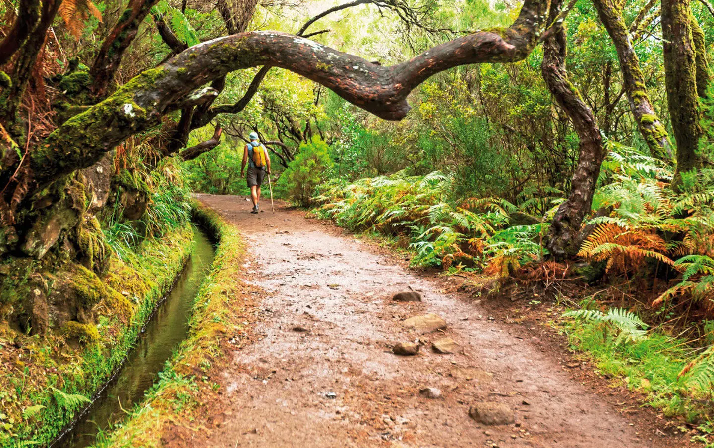 Madeiras Highlights erwandern Garten