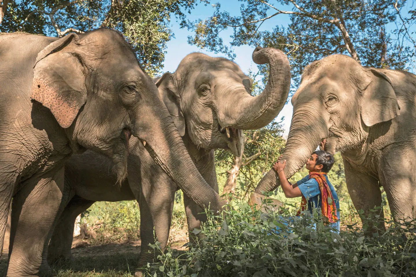 Highlights Nordthailands (Superior-Variante) Tiere