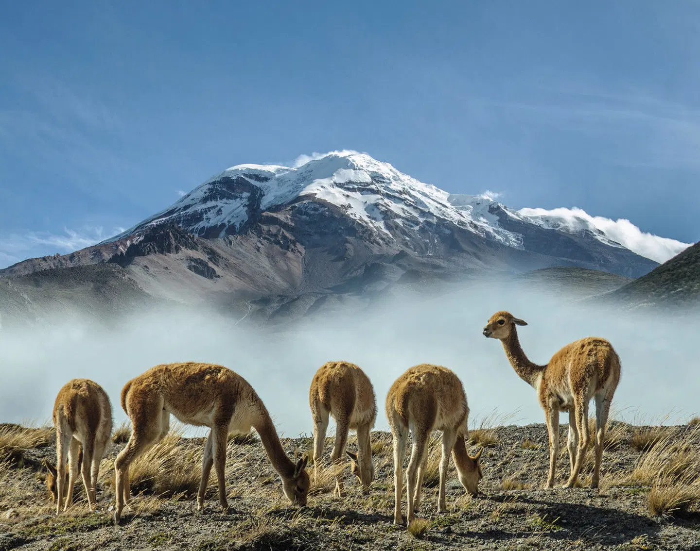 Ecuador & Galapagos Tiere