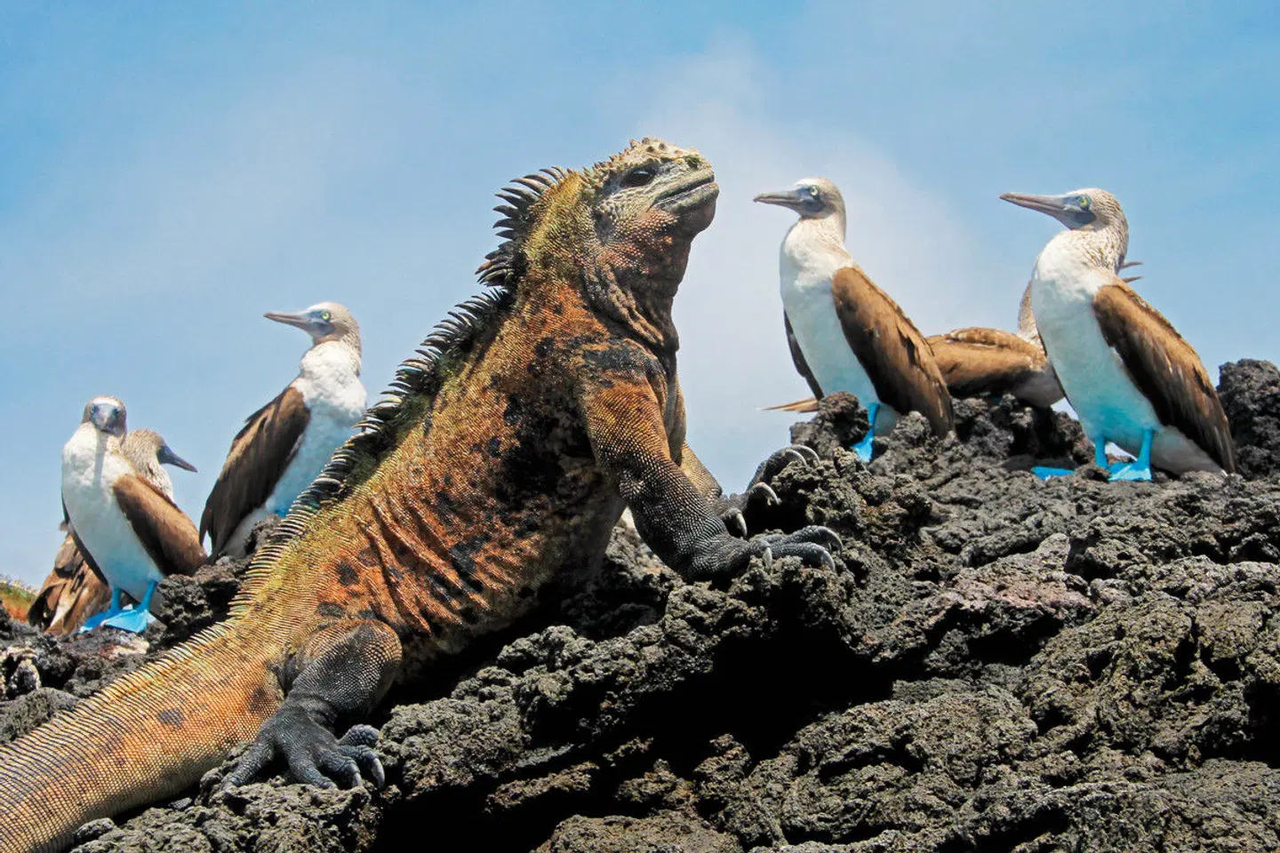 Ecuador & Galapagos Tiere