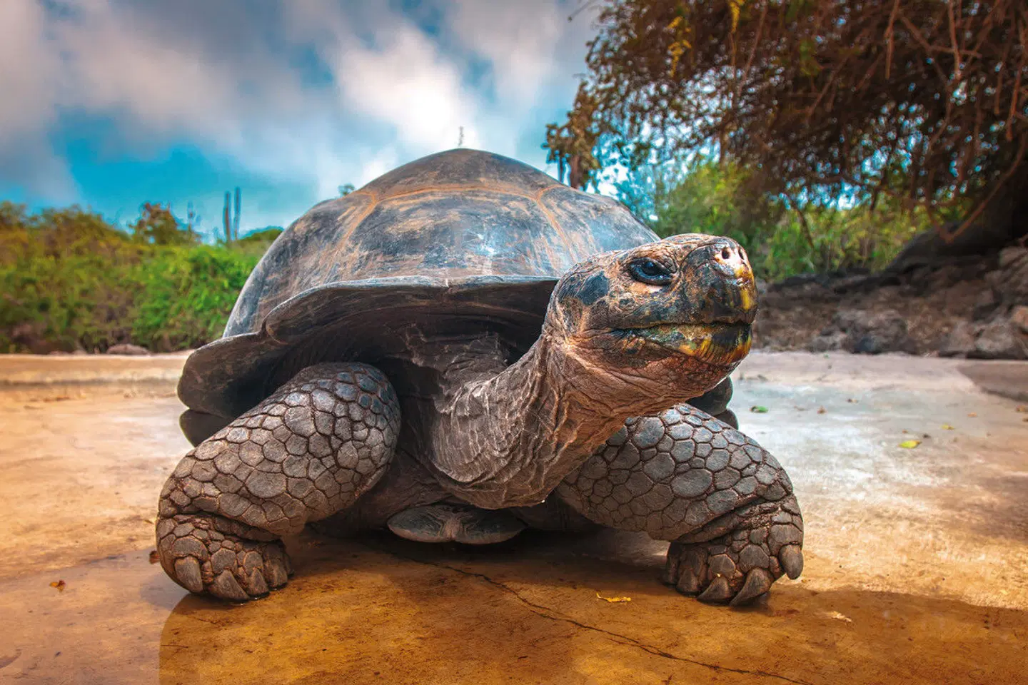 Ecuador & Galapagos Tiere