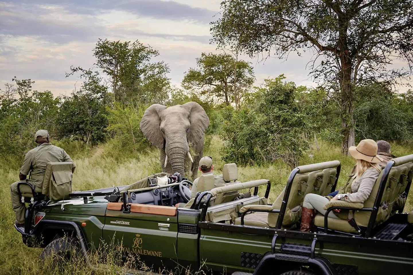 Royal Malewane Tiere