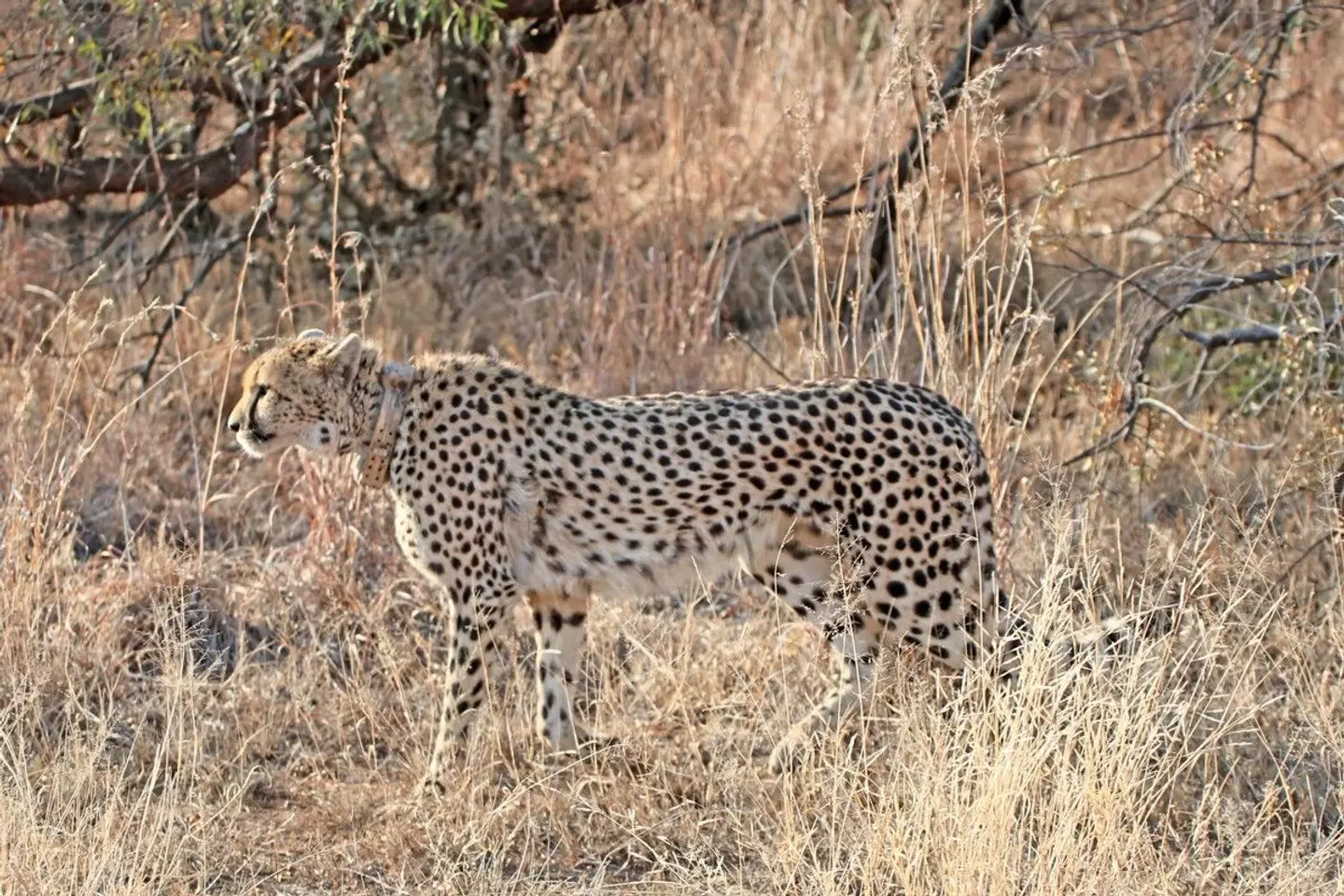 Mziki Safari Lodge Tiere