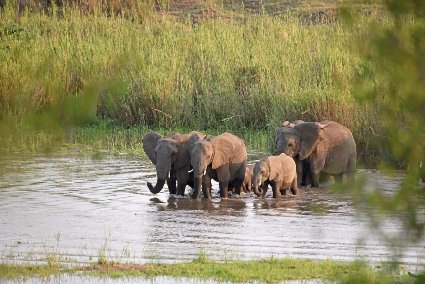 Mziki Safari Lodge Tiere