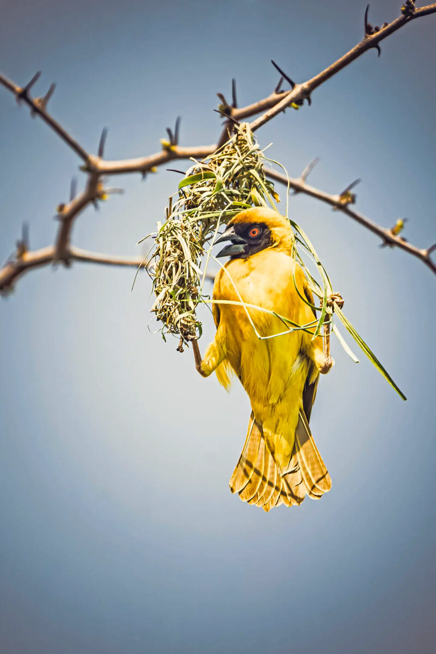 Namibia mit Kinderaugen Tiere