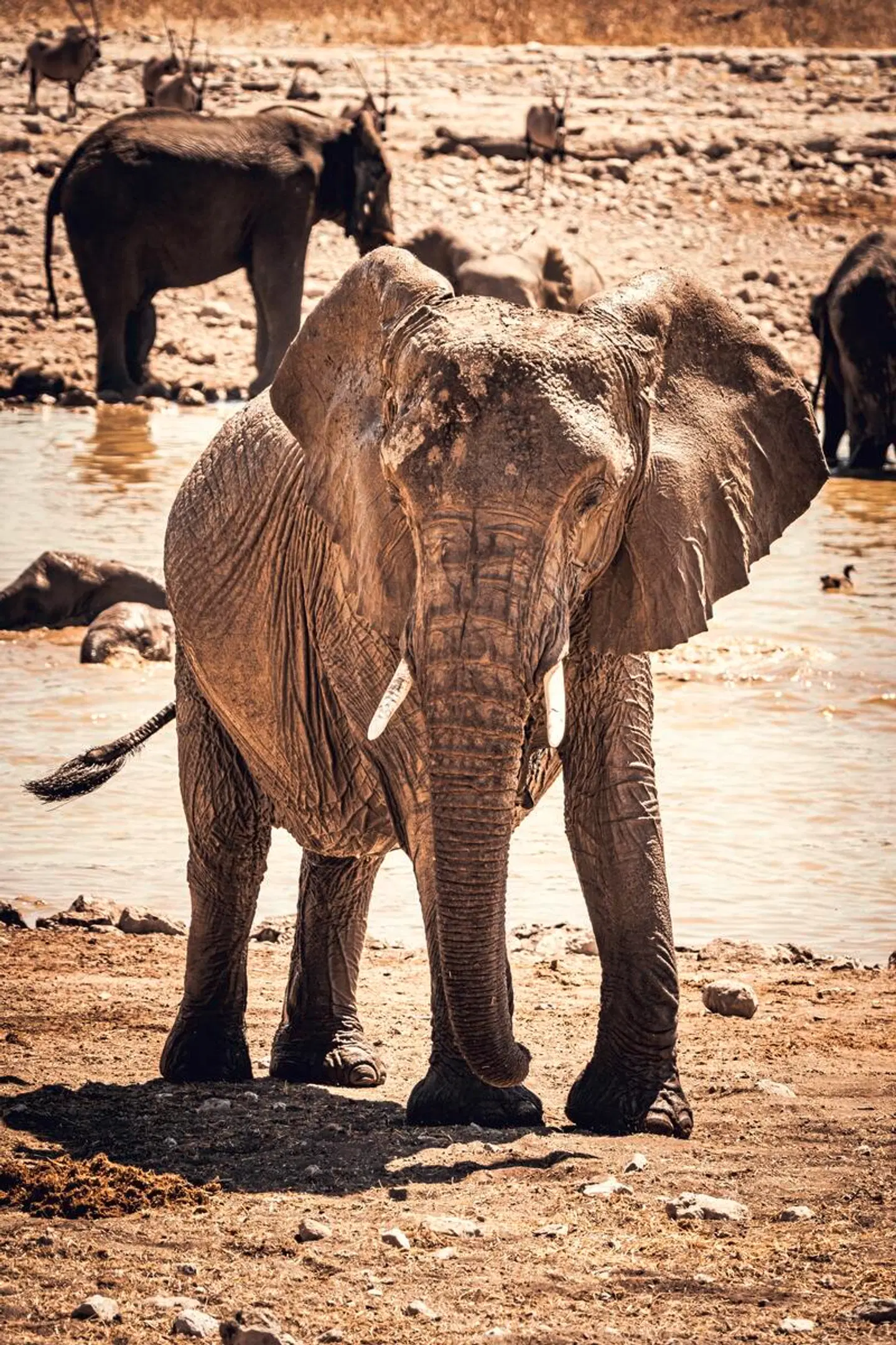 Namibia mit Kinderaugen Tiere
