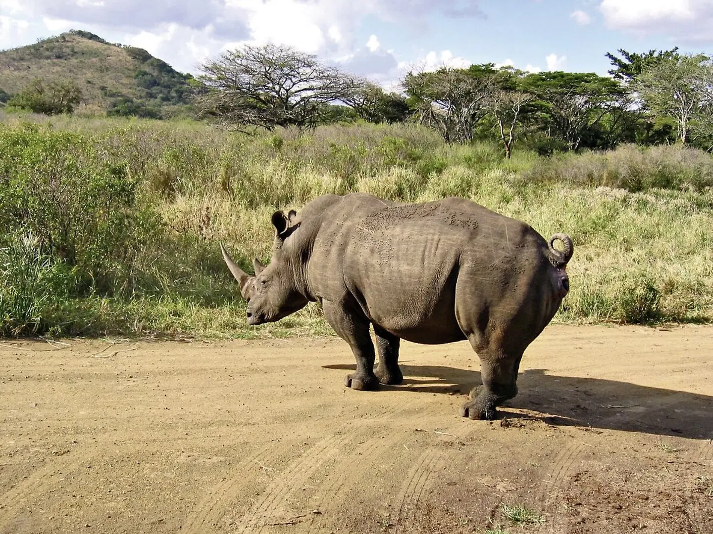 Best of South Africa von Johannesburg nach Kapstadt Tiere