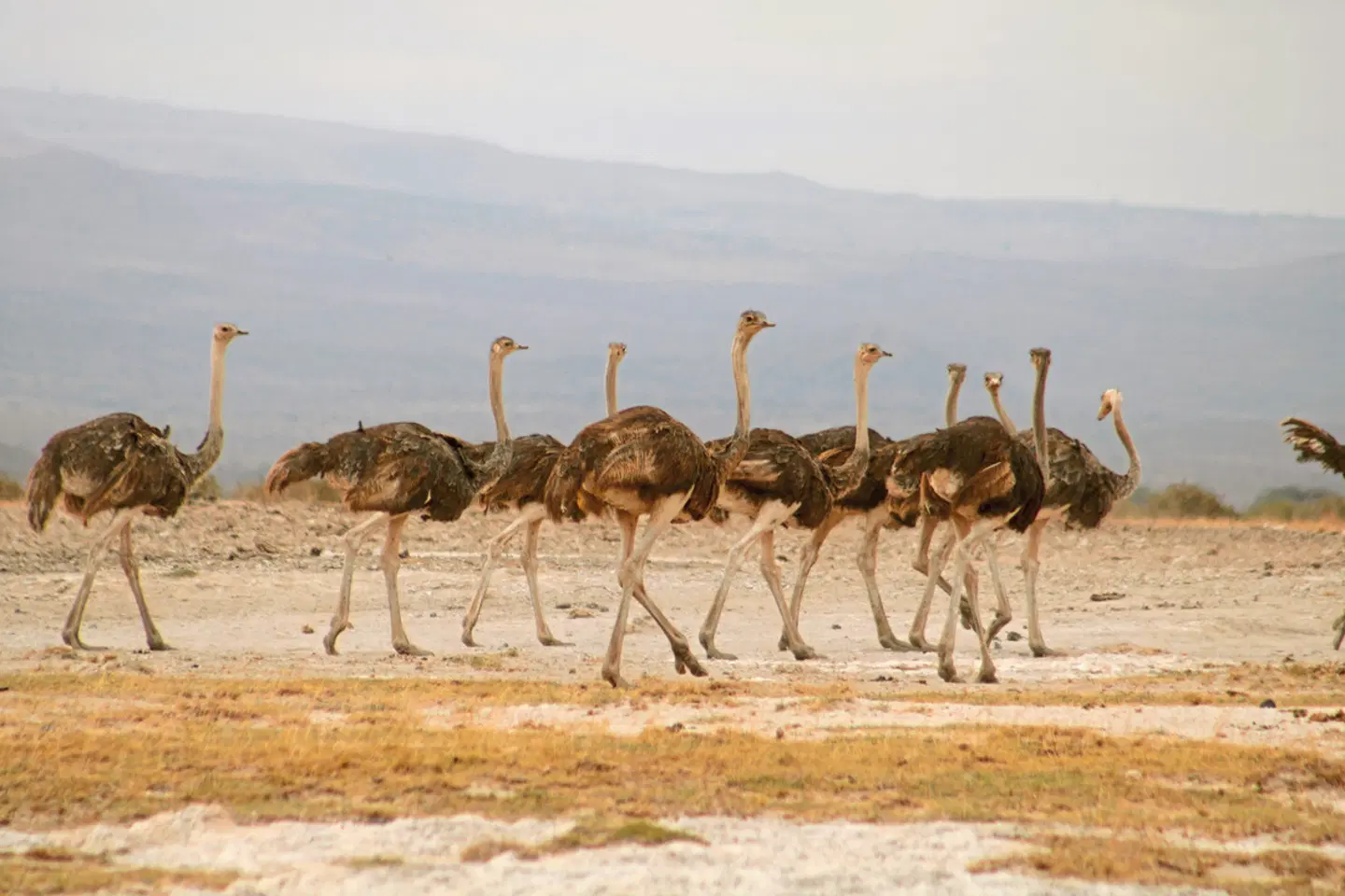 Königreich der Tiere Tiere
